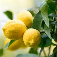 نمایش عطرهای دارای لیمو سیسیلی - Sicilian lemon